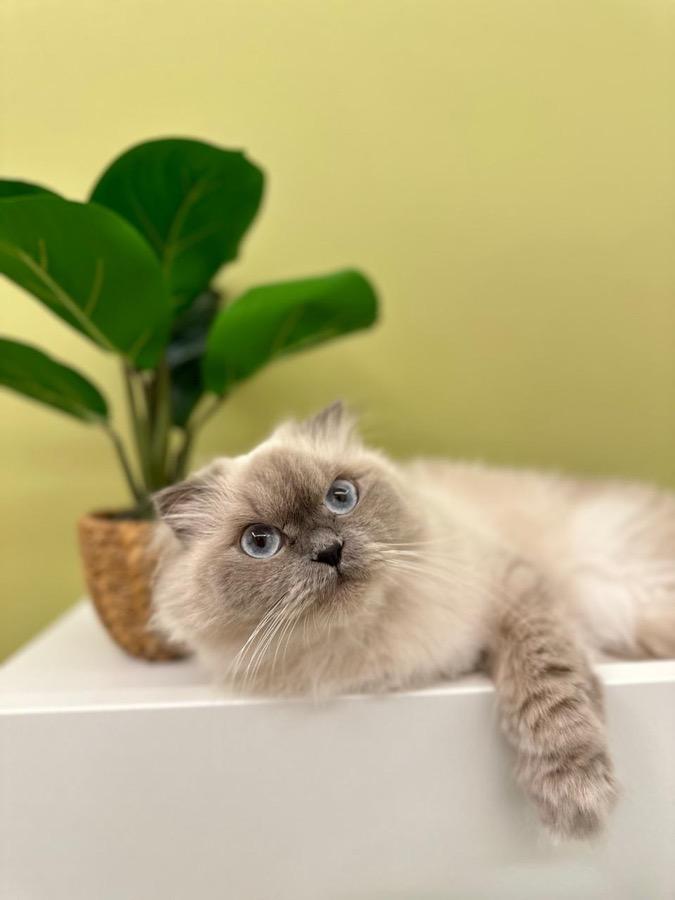 Peti, a PetsGo pet